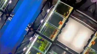 Shrimp Rack - Shrimp breeding - Shrimp Room