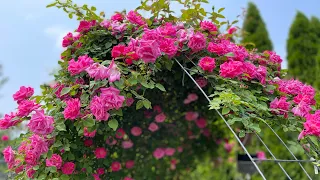 Zephirine Drouhin |2023 | Climbing Rose | Thorn less| Heirloom Roses.com| Backyard Garden Highlights