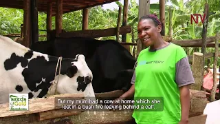 How to care for cattle to reap big from dairy | SEEDS OF GOLD