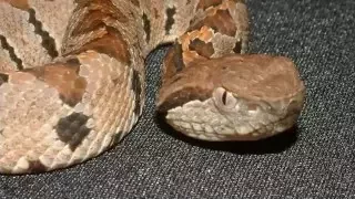 Las 4 serpientes mas temidas de México