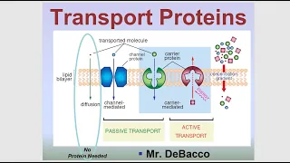 Transport Proteins