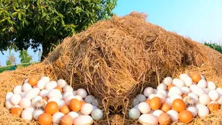 Top Video - A farmer picks duck eggs around a straw and lays a large number of duck eggs by hand.
