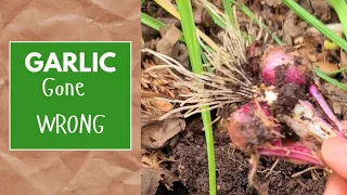 Growing GARLIC🧄: The GOOD, the BAD and the UGLY!!