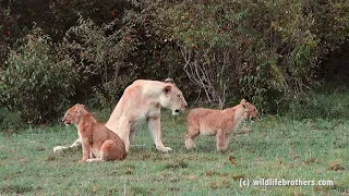 Cute lion cubs playing with mom