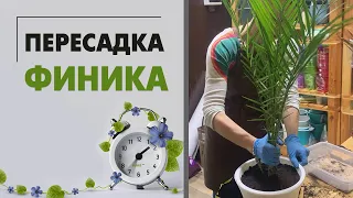 Пересадка финика - легко, быстро и просто. Небольшой мастер класс: пересаживаем финиковую пальму.