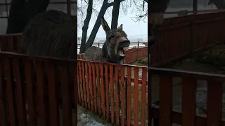 Кормление ослика в зоопарке  видео для детей