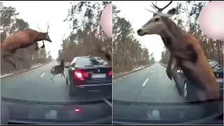 Animals Hit By Car  Animal Car Crashes