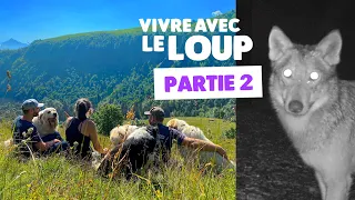 Loup et élevage (partie 2) : les attaques