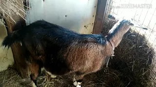 Окот (роды)нашей козы