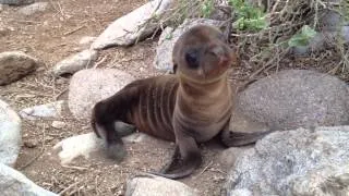 baby sea lion scratching