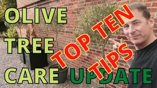 Olive Tree Care. 10 VERY HELPFUL TIPS.