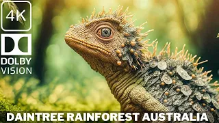 Daintree Rainforest Australia | Documentary in 4K | Queensland | Original Documentary