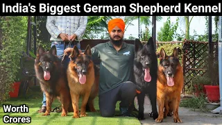 Mtech Engineer ने अपने गांव में बनाया विदेश जैसा Dog Farm | Long Coat German Shepherd
