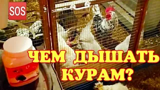 КОШМАР ДЛЯ ПТИЦЕВОДА - ВЫСОКАЯ ВЛАЖНОСТЬ В КУРЯТНИКЕ😱