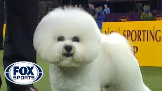 Flynn the Bichon Frise wins the Non Sporting Group | WESTMINSTER DOG SHOW (2018) | FOX SPORTS