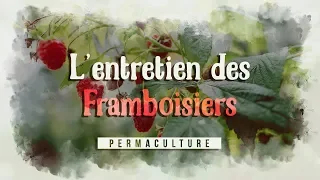 Avoir et entretenir des Framboisiers 🌳