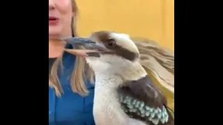 Laugh Kookaburra...