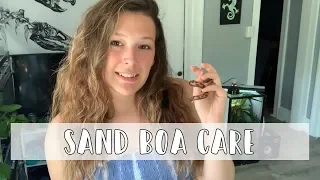 Kenyan Sand Boas 101: The Basic Sand Boa Care Guide