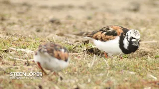 Steenloper - Wagejot - Texel / Digiscoping Ruddy Turnstone