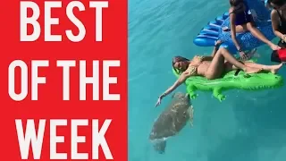 Angry Turtle Attack and other fails! || Best fails and funny videos of the week! || April 2019!