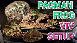 Pacman Frog Vivarium Setup Exo Terra 45cm Cube