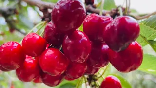 Cherries Picking 🍒Nashdale NSW…