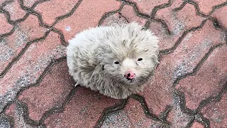 A dirty spotted dog curled up,it staring intently at me in cold wind, Requesting me to bring it home