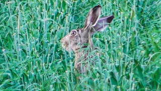 Заяц-русак пробежал в двух метрах от меня (Lepus europaeus)