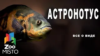 Астронотус - Все о виде рыбы | Вид рыбы астронотус