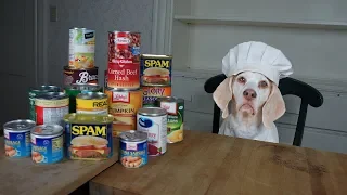 Chef Dog Makes Canned Food Casserole: Funny Dog Maymo