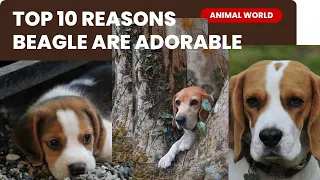 🐾🌟 Top 10 Reasons Why Beagles are So Adorable! 🌈🐶