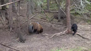 Perfectly Placed Shot on a Cinnamon Phase Black Bear! - Archery