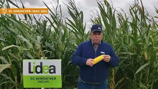 🌽ЕС Хемінгуей - високорентабельний гібрид кукурудзи Lidea з ФАО 280