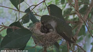 First Feeding of Newly Hatched Second Allens Hummingbird Chick!