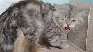 Cute Kitten Not Recognising His Mother Cat And Hissing At Her || Meeting After Few Months ||