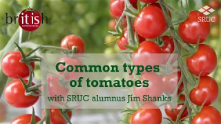 Common types of tomatoes