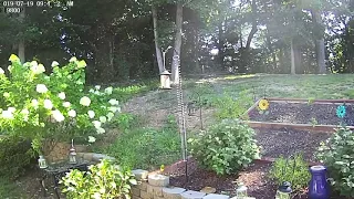 Squirrels vs Slinky