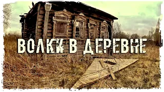 ЗАБРОШЕННАЯ ДЕРЕВНЯ "ВОЛКИ В ДЕРЕВНЕ" #заброшка #сталкер #находка #барахлэнд