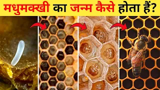 मधुमक्खी का जीवन चक्र | Honey Bee Life Cycle Video | Life Cycle Of Honey Bee In Hindi