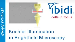 Koehler Illumination in Brightfield Microscopy