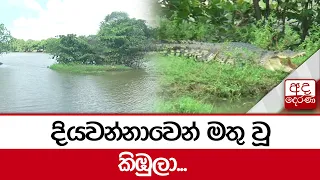 දියවන්නාවෙන් මතු වූ කිඹුලා...