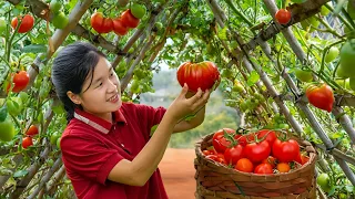 Harvesting TOMATO and sell | ELLA TV