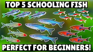 Top 5 BEST Schooling Aquarium Fish for Beginners!