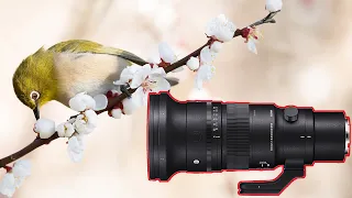 My Favorite 500mm Lens - The Sigma 500mm f5.6 is Brilliant!