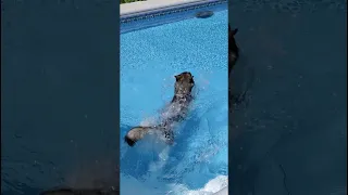 This Dog LOVES the Swimming Pool