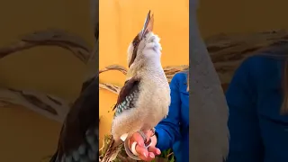 Australian Kookaburra singing 🪶 🪶 🅾🆉 🅱🅸🆁🅳🆂