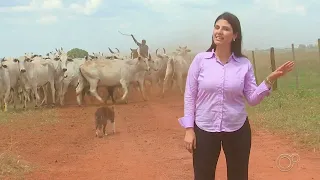 Comitiva Boi Soberano - Reportagem da TV Tem (Rede Globo) sobre o berrante.