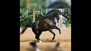 Stallion Kala Kanta/Behbal Stud farm/Mann Of Punjab /King Of Marwari