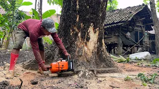 Don't let it hit the house... Cut down 2 trees that are prone to falling near the house.