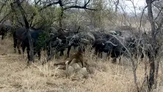 Buffalo Herd Rescues Calf From Lion Attack